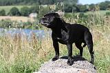 STAFFIE 216